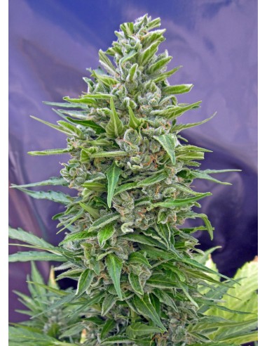 Buy Automatik Mix from 00 Seeds - Oaseeds