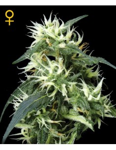 Sweet Mango Autofloracion