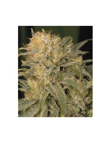 Bubble Gum (00Seeds) Feminized Seeds | Up To 30% Off