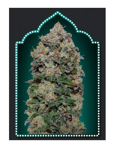 Northern Lights (00Seeds) Feminized Seeds | Up To 30% Off