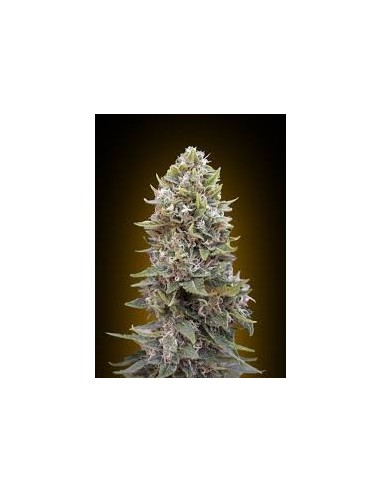 Sweet Critical (00Seeds) Feminized Seeds | Up To 30% Off