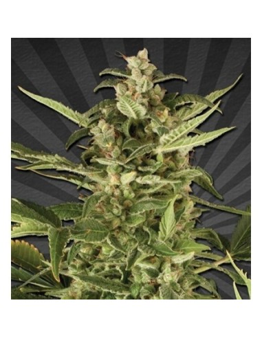 Auto Pounder with Cheese