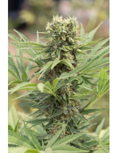 Dedoverde Haze Autoflowering