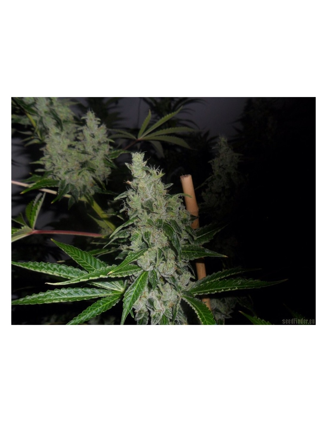 Buy Sour Tangie from Reserva Privada - Oaseeds
