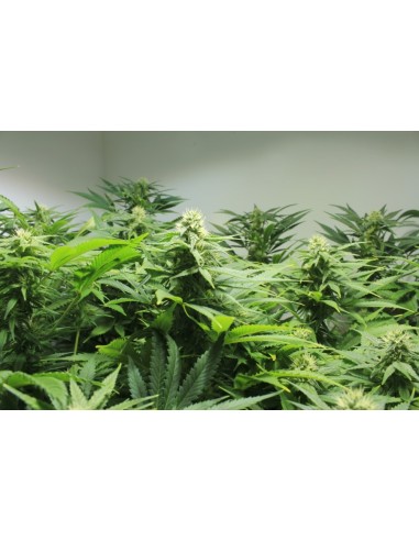 Buy The Nordle (Afghan Skunk) from Mr. Nice - Oaseeds
