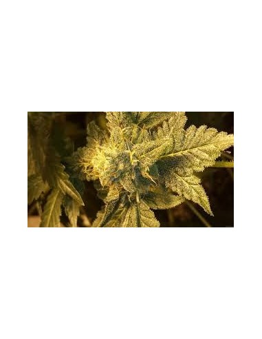 Buy California Wildfire from Emerald Triangle Seeds - Oaseeds