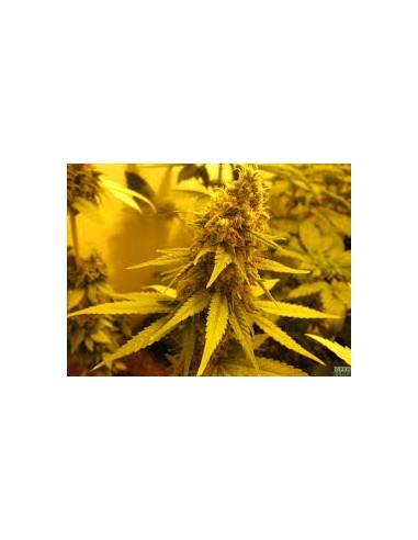 Buy Lost Coast OG  from Emerald Triangle Seeds - Oaseeds