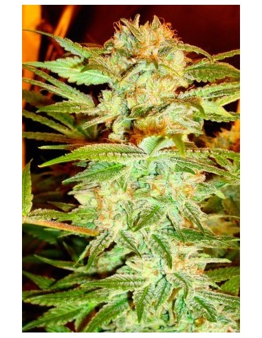 Buy Stacked Kush from DNA Genetics - Oaseeds