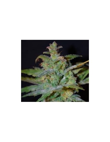 Buy Auto AK from Female Seeds - Oaseeds