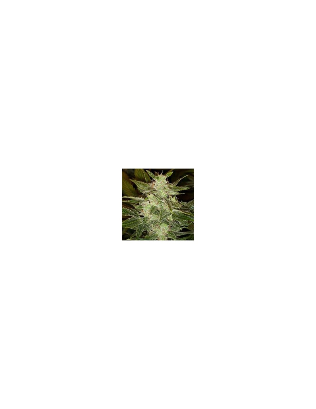 Acheter Auto Haze de Female Seeds - Oaseeds