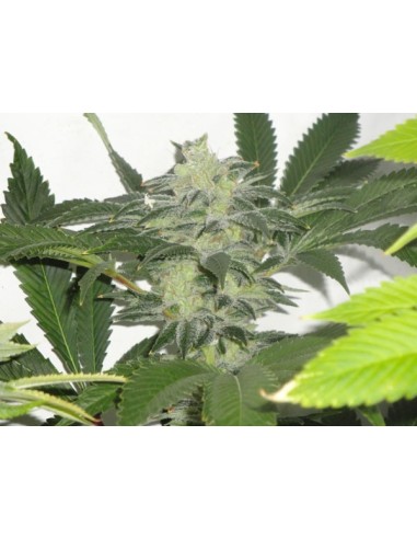 Buy Chem 3 OG from The Cali Connection - Oaseeds