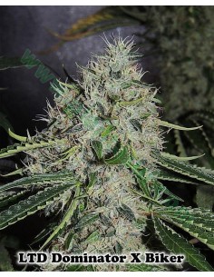 Dominator X Biker Ltd.