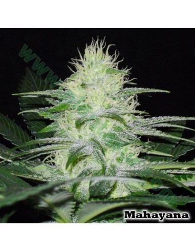 Buy Mahayana from Karma Genetics - Oaseeds