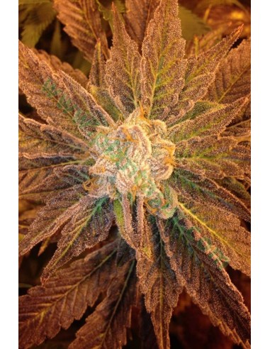 Buy 9 Pounder Hammer from TGA Subcool Seeds - Oaseeds