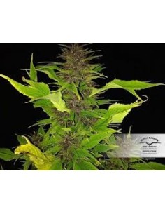 Auto Blackberry Kush 2