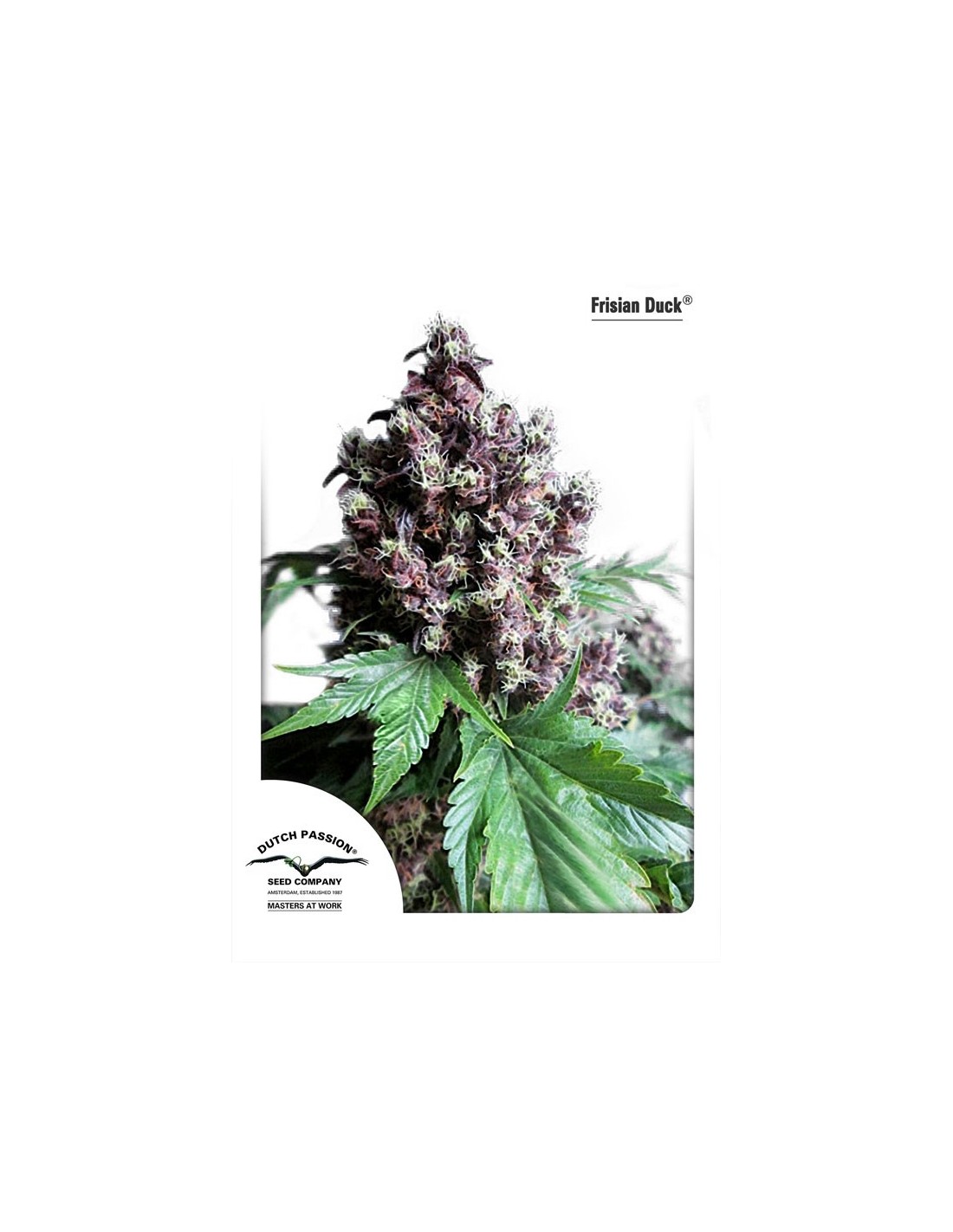 Frisian Duck Dutch Passion Seeds Feminized Seeds Oaseeds