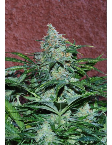 Buy Amnesia Ryder from World of Seeds - Oaseeds