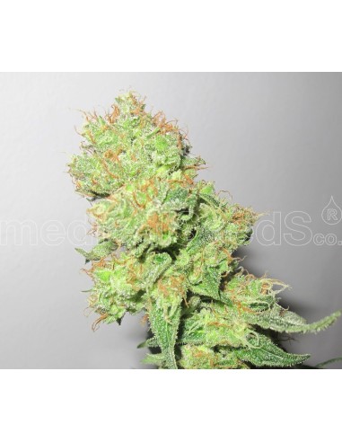 Buy Y Griega CBD from Medical Seeds - Oaseeds