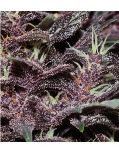 Buddha Purple Kush 2