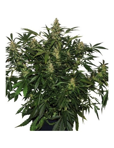 Deimos Autofloreciente Feminizada, Buddha Seeds