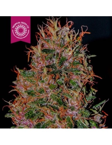 Buy Durbakistan from Tropical Seeds - Oaseeds