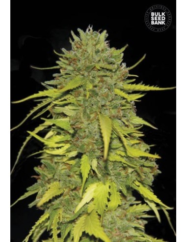 AK (Bulk Seed Bank) Semi di Cannabis Femminizzati - Oaseeds