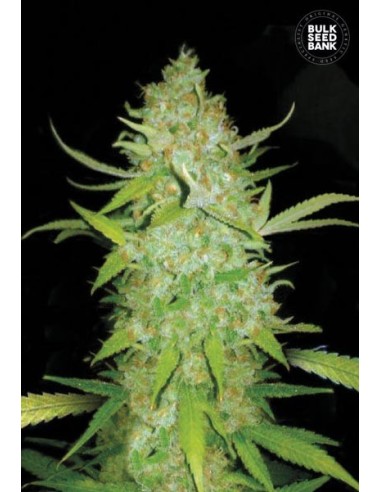 Auto AK (Bulk Seed Bank) Semi di Cannabis Autofiorenti