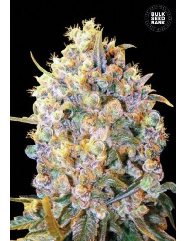 Bigger Bud (Bulk Seed Bank) Graines De Cannabis Féminisées