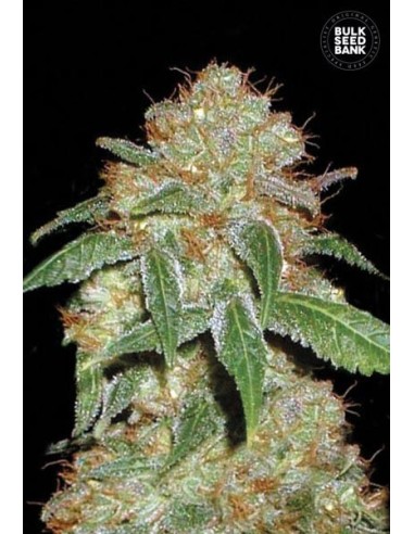 Dark Domina (Bulk Seed Bank) Graines Cannabis Féminisées