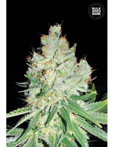 Cheese (Bulk Seed Bank) Feminized Seeds | Up To 30% Off