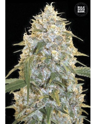 Cocopopo (Bulk Seed Bank) Feminized Seeds | Up To 30% Off