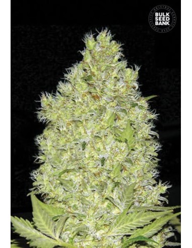 Chronical (Bulk Seed Bank) Feminized Seeds | Up To 30% Off
