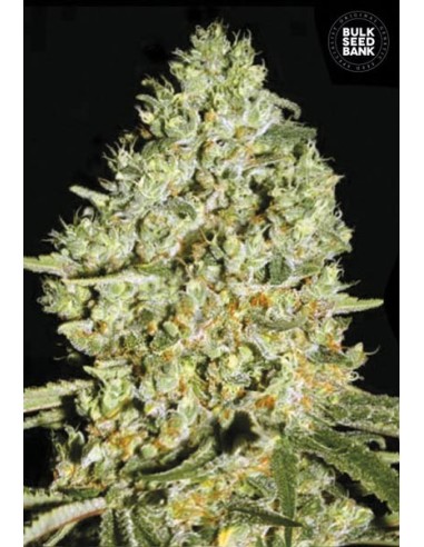 Critical (Bulk Seed Bank) Graines De Cannabis Féminisées