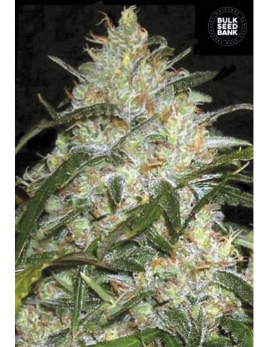Grapefruit (Bulk Seed Bank) Semi di Cannabis Femminizzati