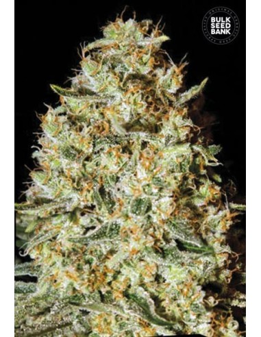 Nepal Gold (Bulk Seed Bank) Feminized Seeds | Up To 30% Off