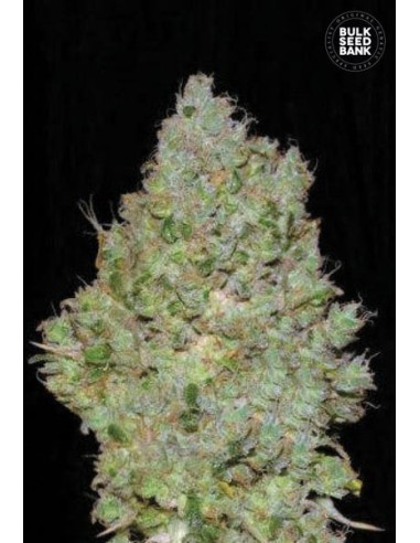 Jack Hair (Bulk Seed Bank) Feminized Seeds | Up To 30% Off