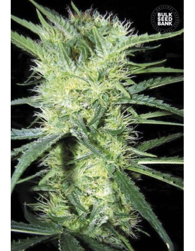 K2 (Bulk Seed Bank) Feminized Seeds | Up To 30% Off