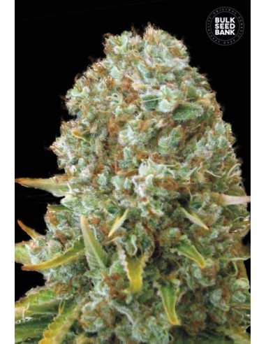 Moby Big (Bulk Seed Bank) Feminized Seeds | Up To 30% Off