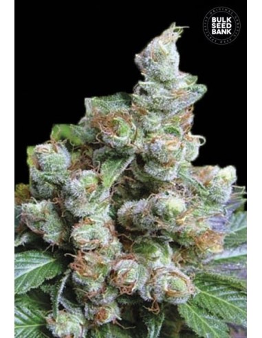 NBA Diesel (Bulk Seed Bank) Graines De Cannabis Féminisées
