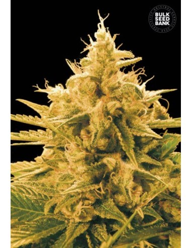 Ananas Funk (Bulk Seed Bank) Feminized Seeds | Up To 30% Off