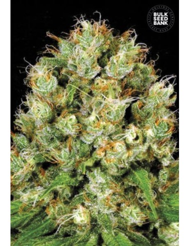 Sour Diesel (Bulk Seed Bank) Feminized Seeds | Up To 30% Off