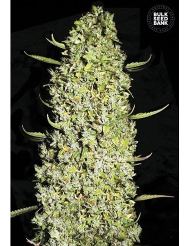 The Unlimited (Bulk Seed Bank) Feminized Seeds | On Sale!