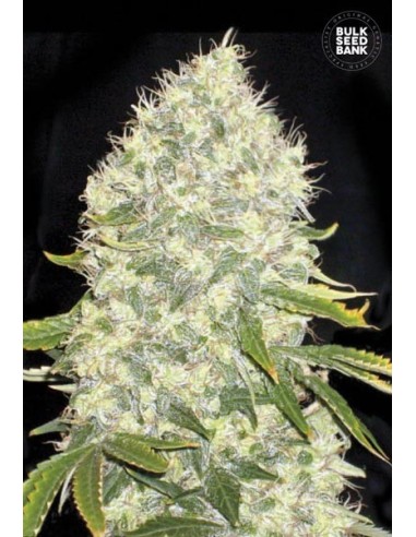 White Widow (Bulk Seed Bank) Feminized Seeds | Up To 30% Off