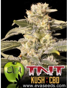 TNT KUSH CBD 2