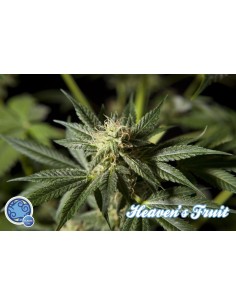 HEAVEN´S FRUIT  2