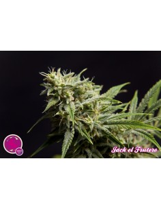 Jack El Frutero 2