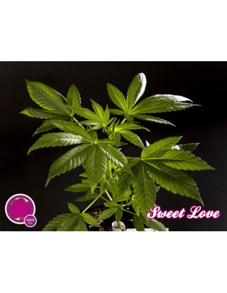 Sweet Love (Philosopher Seeds) Feminized Seeds | On Sale!