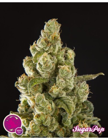 Sugar Pop (Philosopher Seeds) Feminized Seeds | On Sale!