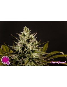 Spicy CBD / SuperJuani (Philosopher Seeds) Feminized Seeds 2
