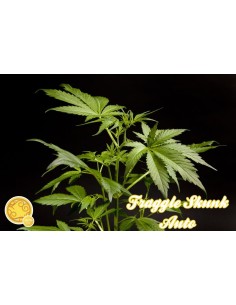 Fraggle Skunk Auto 2